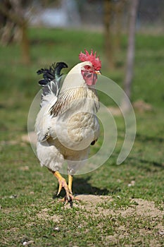 Organic chicken breeding photo