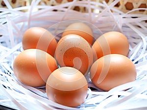 Organic chicken egg on white paper nest
