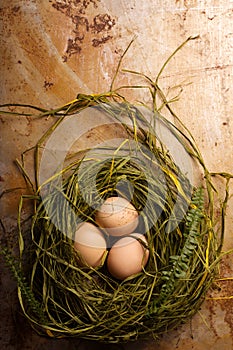 Organic chicken eggs in a nest