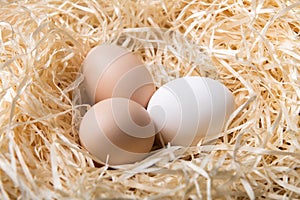 Organic chicken eggs in nest closeup