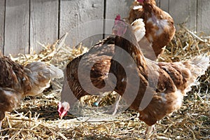 Organic chicken house with happy hens