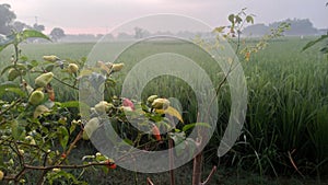 Organic chillies plant beside paddy field