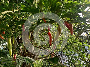 Organic chillies still hanging on tree