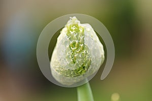 Organic Chive Seed Pod