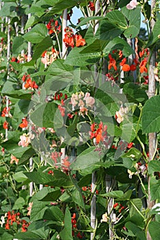 Organic climbing runner or pole beans.