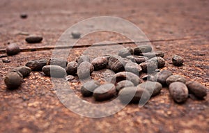 Organic Cocoa beans in little cocoa farm in Costarica jungle photo