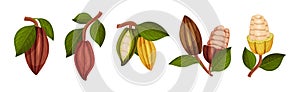 Organic Cocoa Beans in Pod and Green Leaf Vector Set