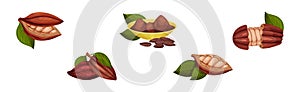 Organic Cocoa Beans in Pod and Green Leaf Vector Set