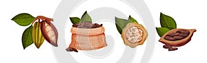 Organic Cocoa Beans in Pod and Green Leaf Vector Set