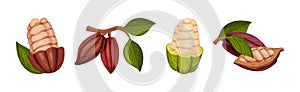 Organic Cocoa Beans in Pod and Green Leaf Vector Set