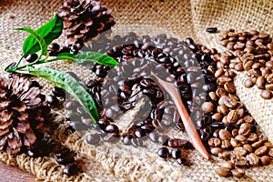 Organic coffee beans