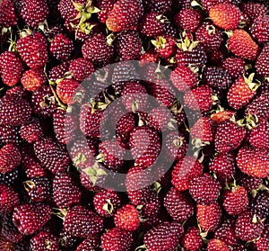 Organic colombian blackberry tropical fruit on the market square - Rubus ulmifolius photo