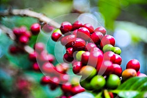 Organic of colorful coffee cherries