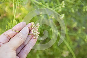 Organic Coriander seed in girl hand over blurred nature background, Thai herb farming