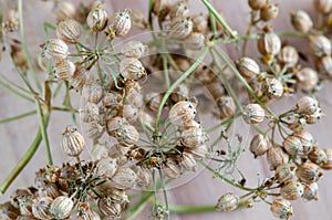 Organic Coriander Seeds Macro