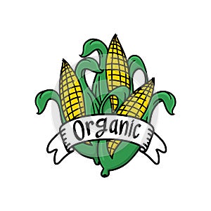 Organic corn on the cob illustration on white background