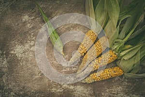 Organic Corn on Cob on Weathered Scratchy Background