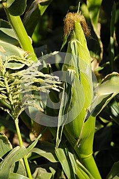 Organic Corn Crop