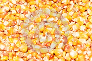 Organic corn graines