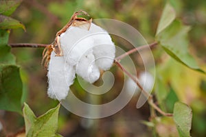 Organic cotton boll ready for harvest. Cotton boll hanging on cotton plant