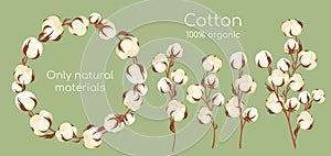 Organic cotton plant vector illustration set, cartoon flat cottonseed branch with white textured flower bolls, natural