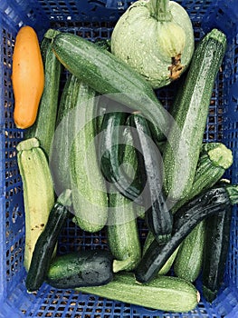 Organic courgettes