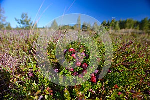 organic cranberries growing in marsh juicy colours natural environment.