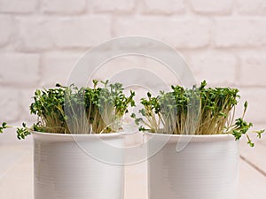 Organic cress in a white pot on a wooen kitchen table