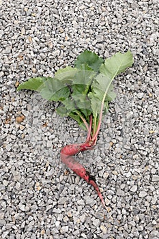 Organic crooked, deformed radish with green leaves