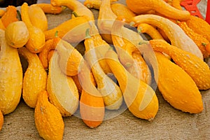 Organic Crookneck Squash