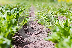 Organic crops growing on brown soil