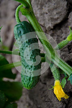Organic Cucumber growing