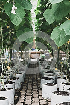 Organic cucumber plant using drip irrigation system