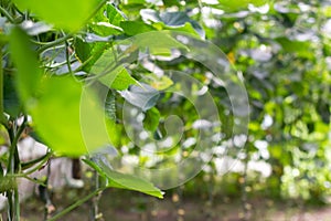 Organic cucumbers cultivation. Closeup of fresh green vegetables ripening in glasshouse