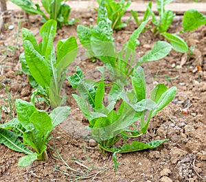 Organic cultivation of beet in a small vegetable garden