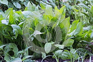 organic cultivation of chicory in the garden for gastronomic and medicinal use in summer
