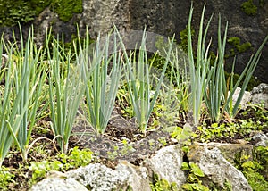 Organic cultivation of long onion in Colombian agricultural farm - Allium fistulosum