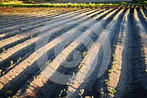 The green shoots of young potato plants sprouting from the soil in the spring.