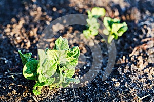 Organic cultivation of potatoes.. The green shoots of young potato plants sprouting from the soil in the spring.