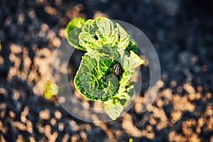 Organic cultivation of potatoes.. The green shoots of young potato plants sprouting from the soil in the spring.