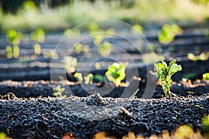 Organic cultivation of potatoes.. The green shoots of young potato plants sprouting from the soil in the spring.