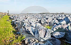 Organic cultivation of red cabbages