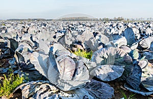 Organic cultivation of red cabbages