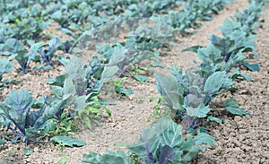 Organic cultivation of red cabbages