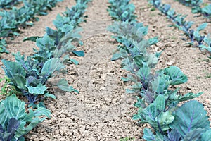 Organic cultivation of red cabbages