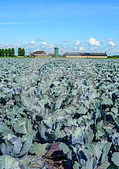 Organic cultivation of red cabbages in the summer season