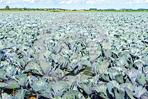 Organic cultivation of red cabbages in the summer season