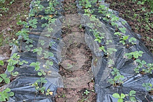 Organic cultivation of straweberries with bloosom