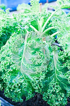 Organic Curly Kales freshness green leafy raw Salad lettuce vegetables vegan antioxidants high vitamin fiber food and nutrition