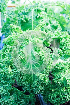 Organic Curly Kales freshness green leafy raw Salad lettuce vegetables vegan antioxidants high vitamin fiber food and nutrition
